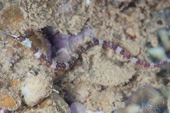 Corythoichthys amplexus