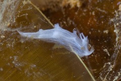 Tritoniopsis elegans