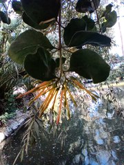 Tristerix corymbosus