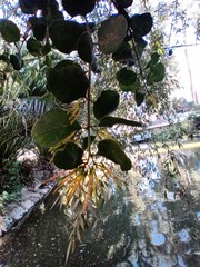 Tristerix corymbosus