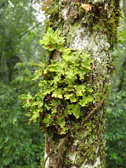 Crocodia