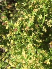 Galium porrigens porrigens