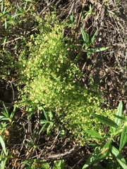 Galium porrigens porrigens