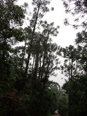 Araucaria angustifolia