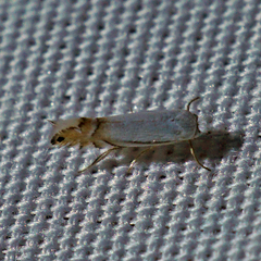 Phyllonorycter argentifimbriella