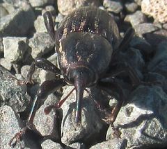 Sphenophorus australis