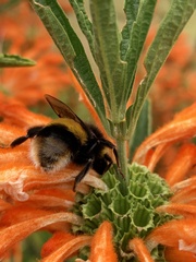 Bombus terrestris