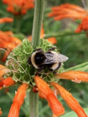 Bombus terrestris