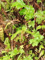 Araucaria angustifolia