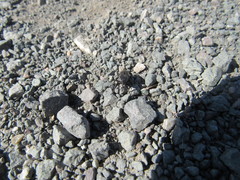 Sphenophorus australis