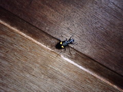 Oxycheila tristis