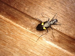 Oxycheila tristis