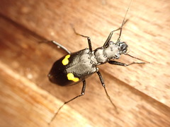 Oxycheila tristis