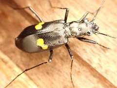 Oxycheila tristis