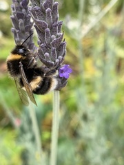 Bombus terrestris