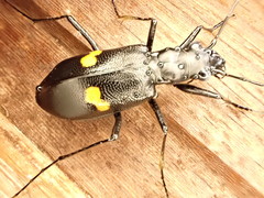 Oxycheila tristis