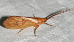 Pycnopsyche circularis