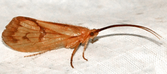 Pycnopsyche circularis