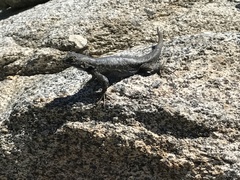 Sceloporus occidentalis taylori