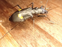 Oxycheila tristis