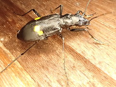Oxycheila tristis