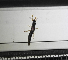 Pinophilus