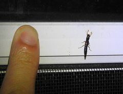 Pinophilus