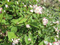 Persicaria thunbergii