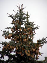 Picea pungens