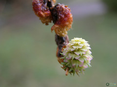 Larix decidua