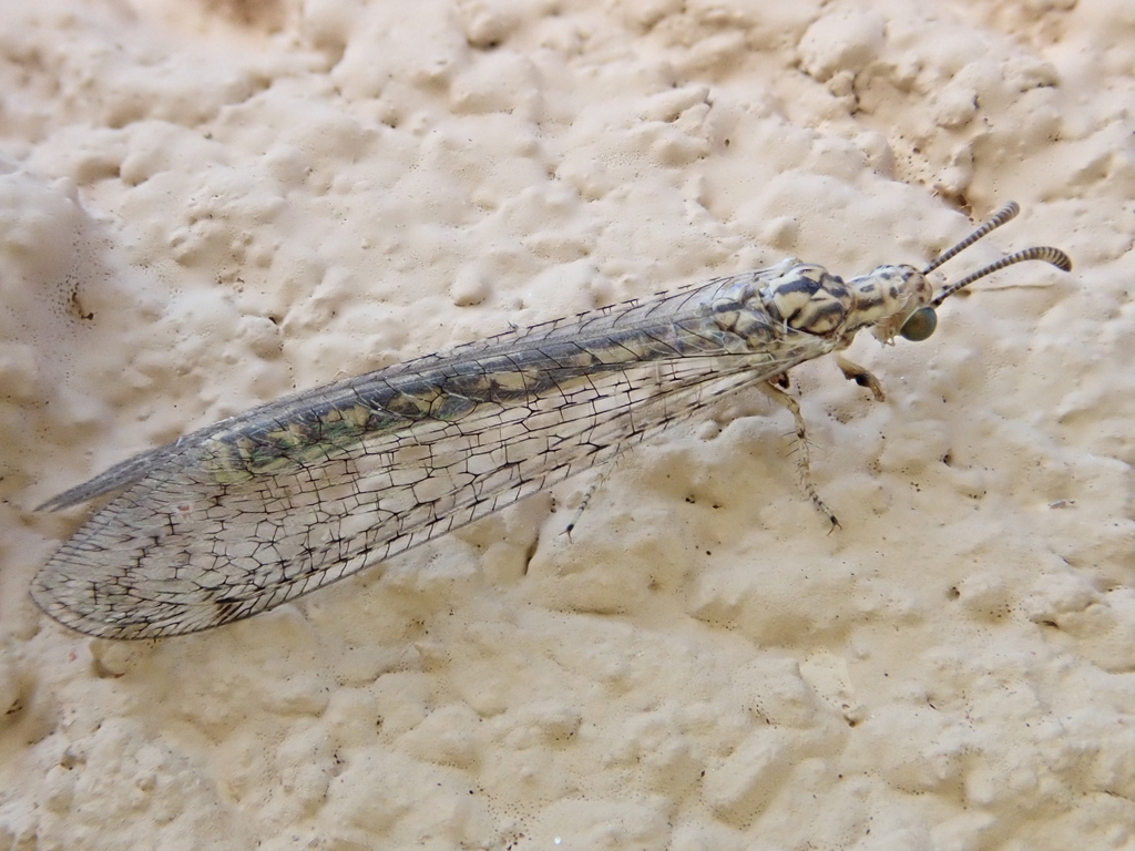 Ensorra verticalis