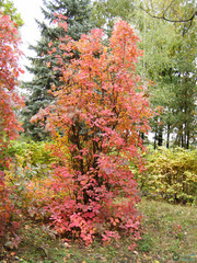 Cotinus coggygria
