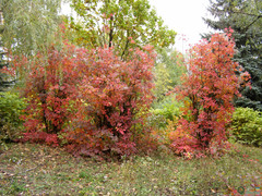 Cotinus coggygria