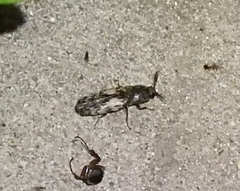 Pherhimius fascicularis