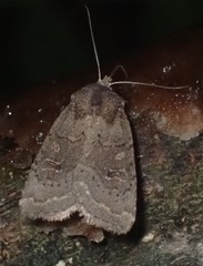 Protorthodes incincta