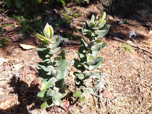 Kings Mountain Manzanita seedling