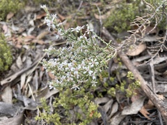 Olearia lanuginosa