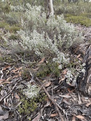 Olearia lanuginosa