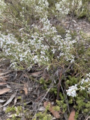 Olearia lanuginosa