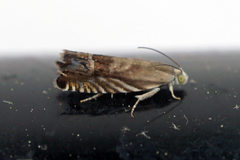 Grapholita eclipsana