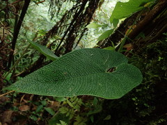 Anthurium corrugatum