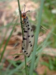 Myrmeleon erythrocephalus