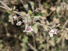 Commicarpus brandegeei