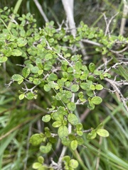 Coprosma parviflora