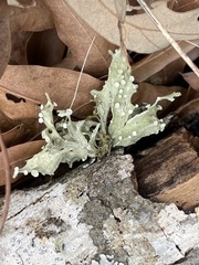 Ramalina culbersoniorum