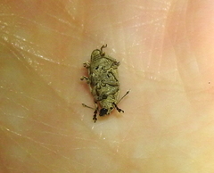 Compsus auricephalus