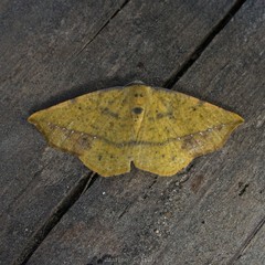 Periclina syctaria