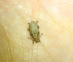 Compsus auricephalus