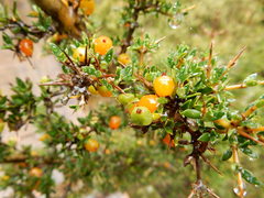 Coprosma nitida