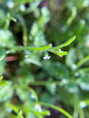 Pectocarya linearis ferocula